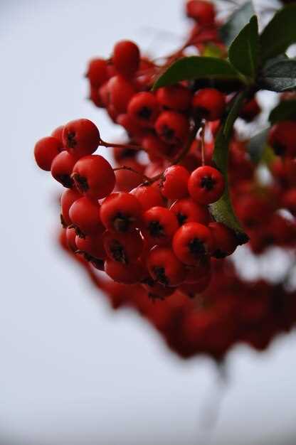 Практические идеи использования калины разных цветов